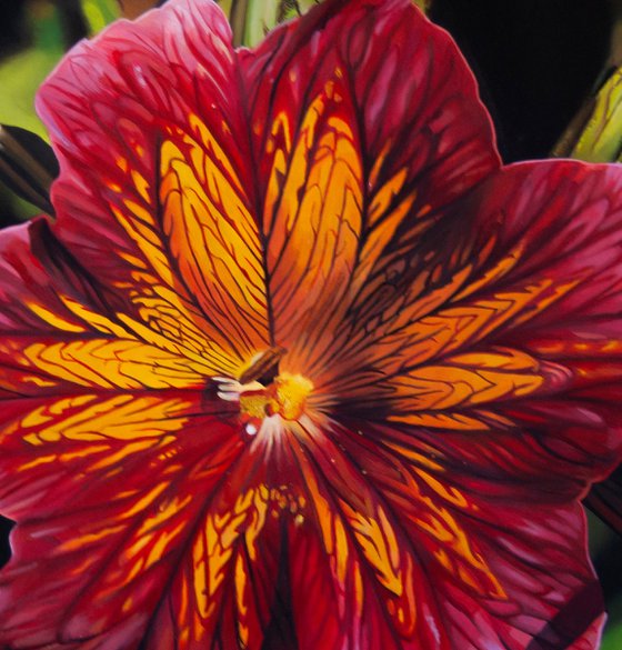 Salpiglossis