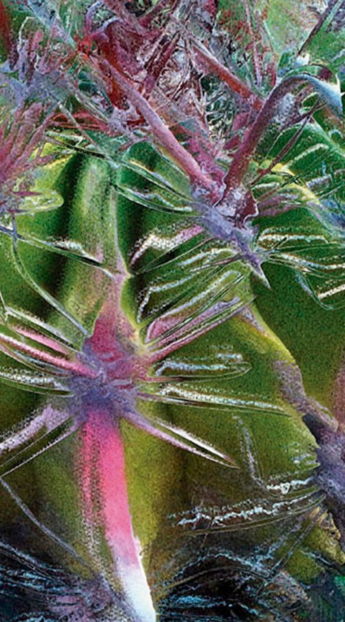 Cactus by Javier Diaz
