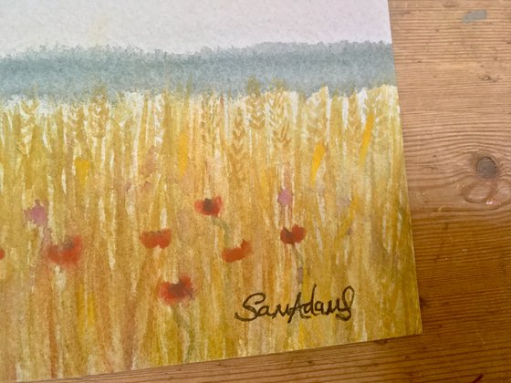 Cornfields, poppies of Summer