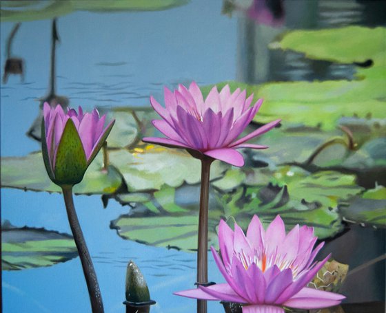 Water lillies