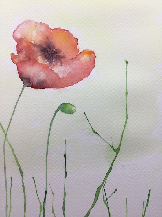 Poppies #1