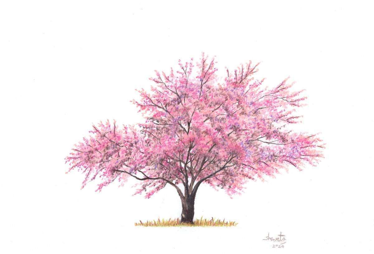 Cherry Blossom Tree Colored Pencil Drawing Pencil drawing by Shweta