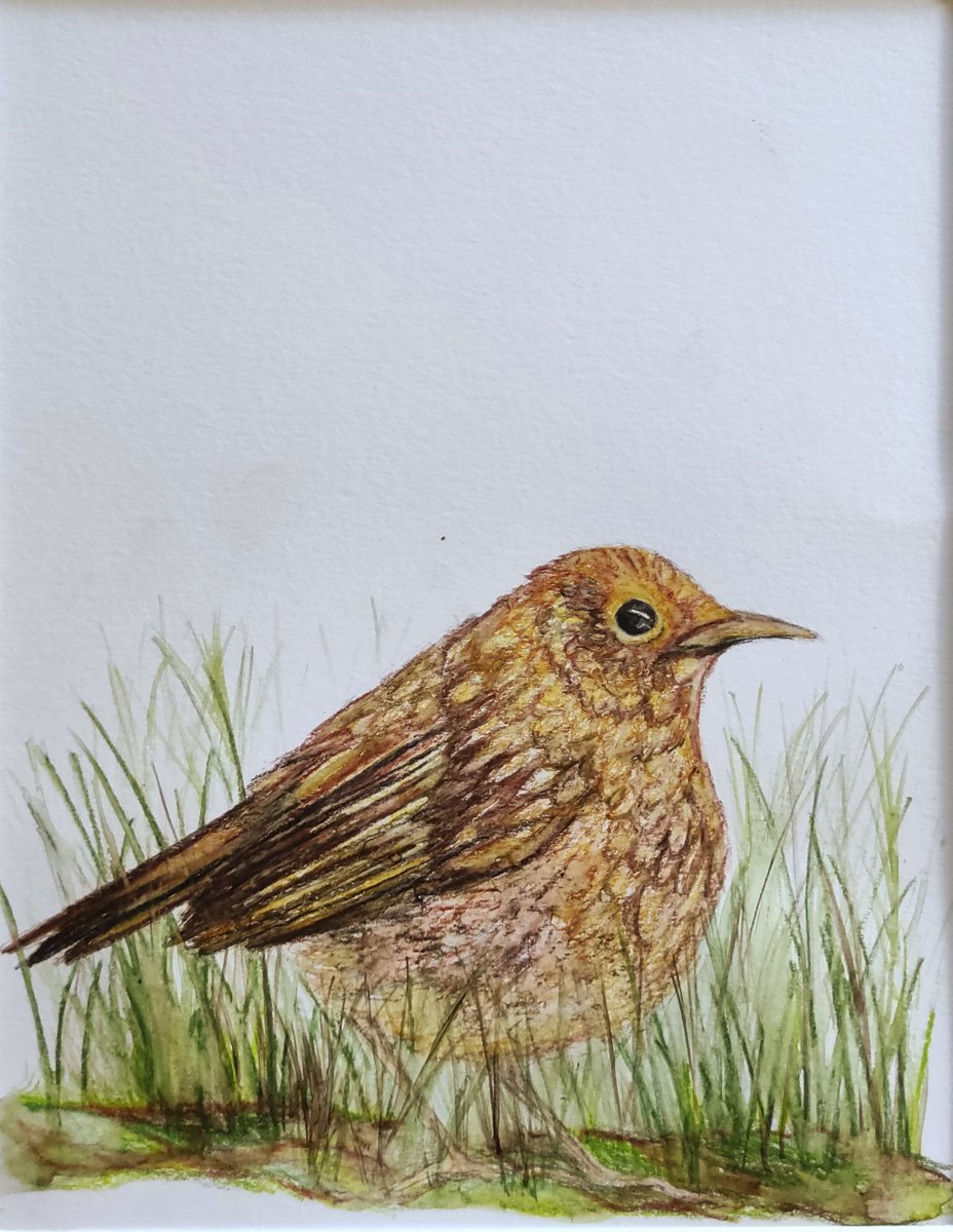 Wren In The Long Grass by Jenny Moran