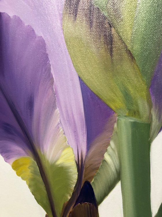 Iris flower spring, garden, botanical