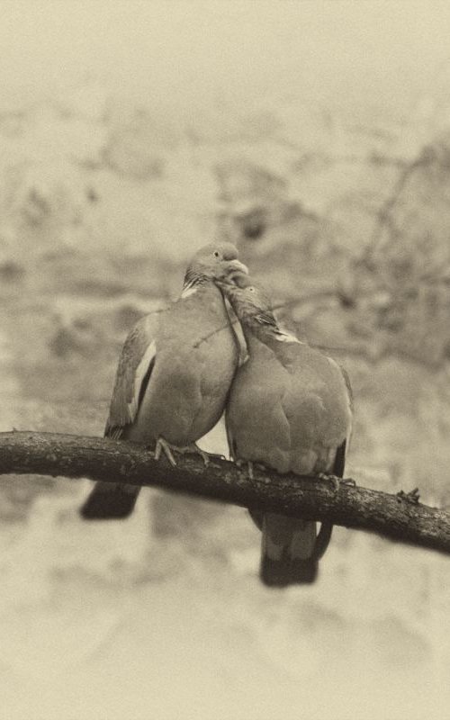 Love Birds 2/3 by Louise O'Gorman