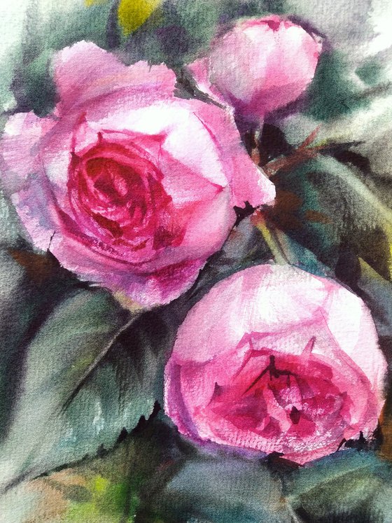 Garden Roses