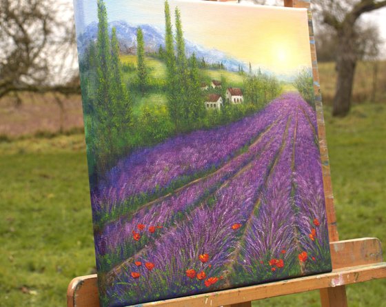 Lavender in Provence