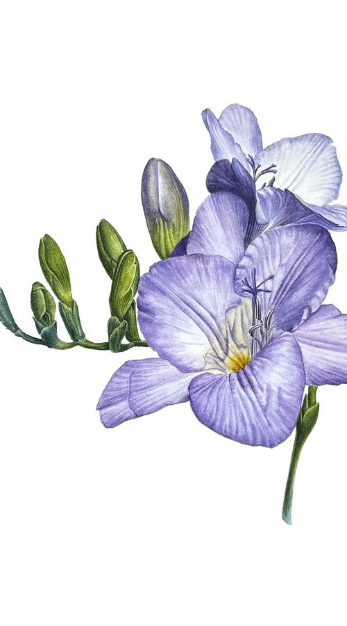 Purple freesia watercolor flowers by Yuliia Prokopchuk