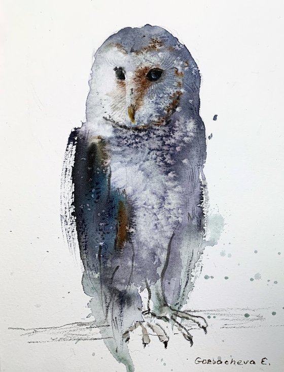 Gray owl