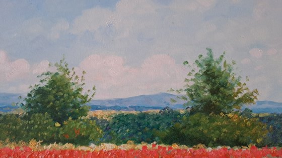 Field of poppies in Provence