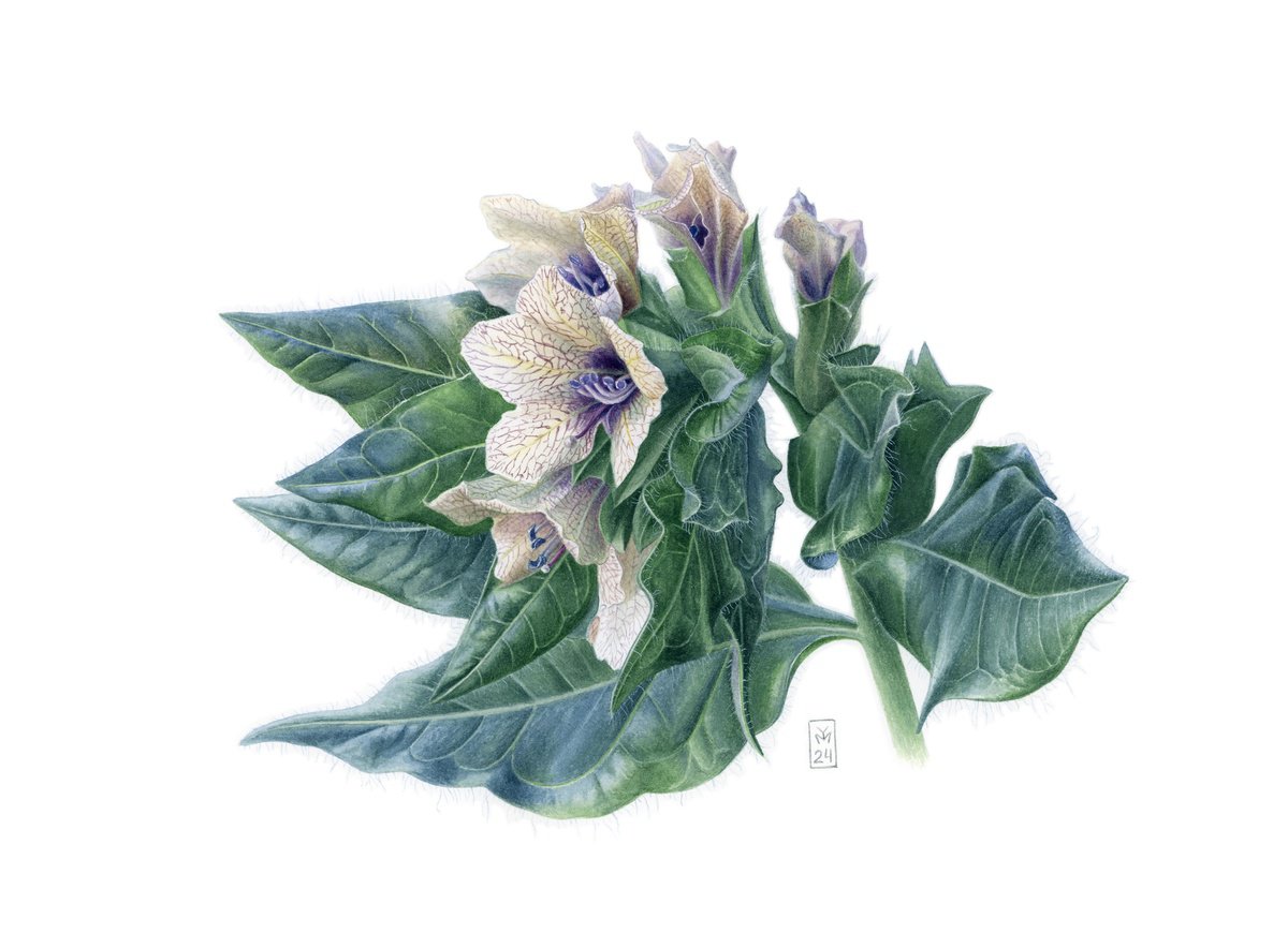 Photorealistic Watercolour , Dangerous Beauty By Yuliia Moiseieva, 15 X 11, Artwork For Sale On Artfinder