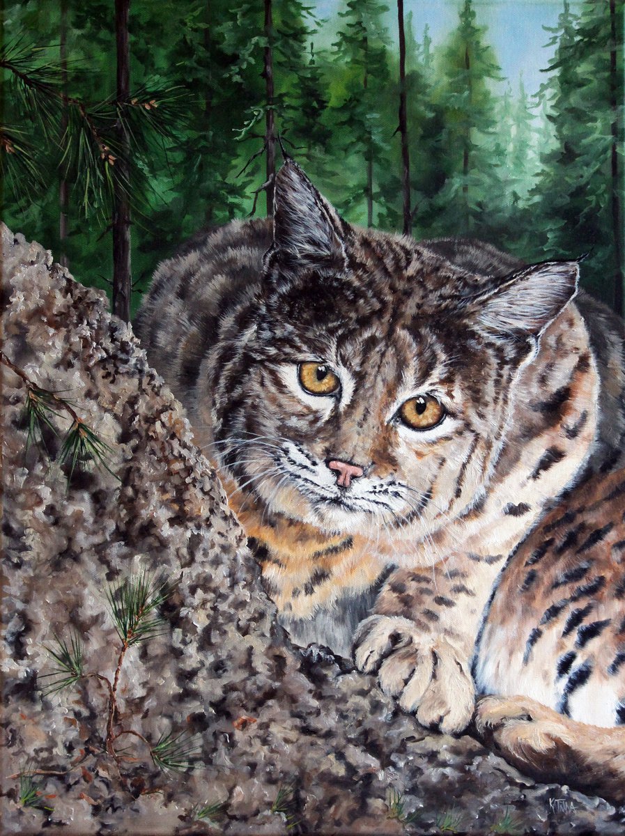 The Stare Down - Wildlife - Bobcat - Big Cats by Katrina Case