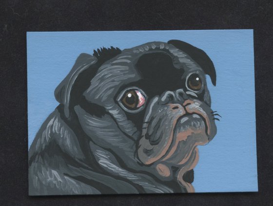 ACEO ATC Original Miniature Painting Black Pug Pet Dog Art-Carla Smale