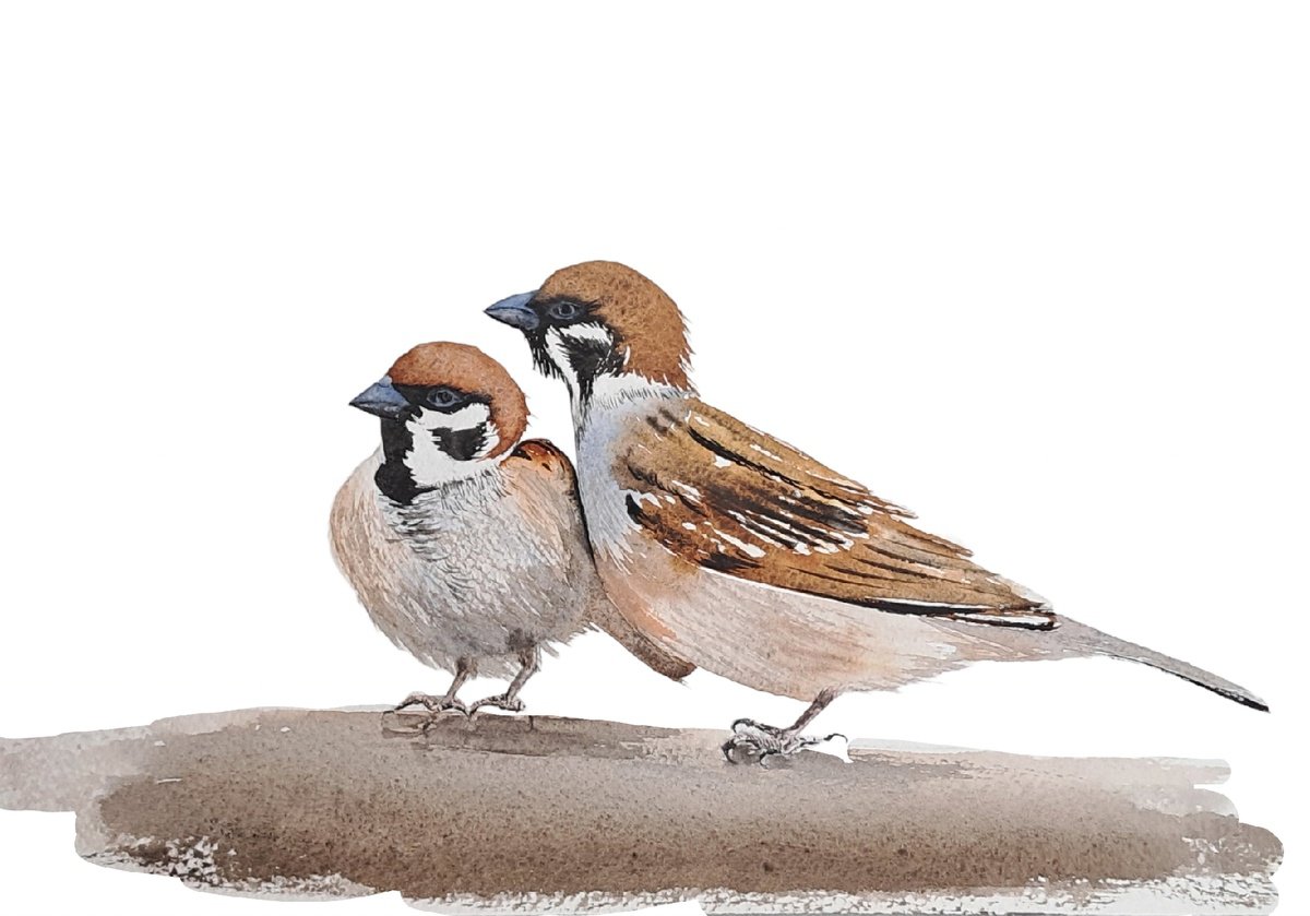 Sparrows. Sparrow. by Yuliia Sharapova