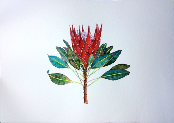 Red king protea