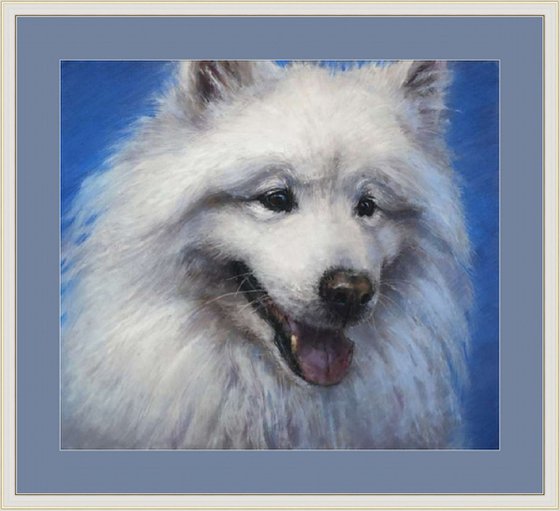 Samoyed Dog Portrait