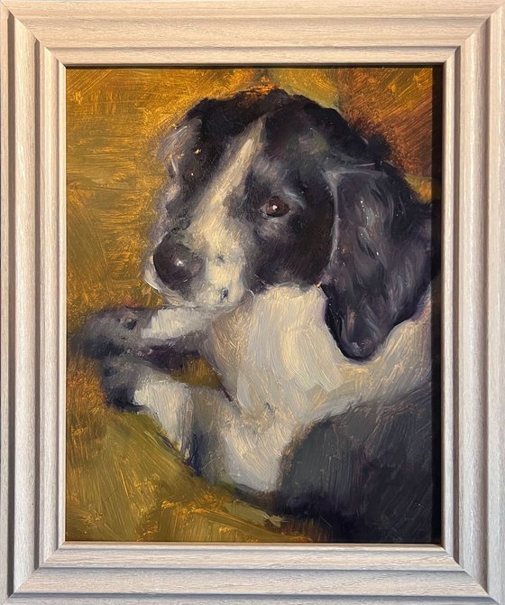 Indie the Spaniel