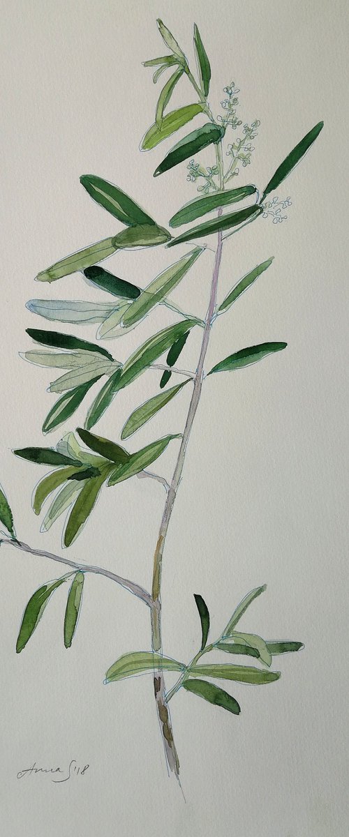 Olive Branch Original Watercolor Painting by Anna Silabrama