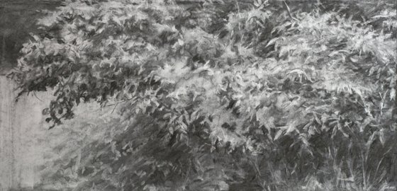Foliage Study – charcoal drawing