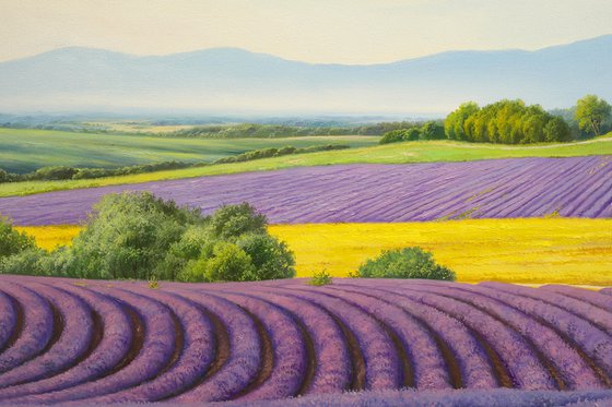 Lavender fields - commission artwork