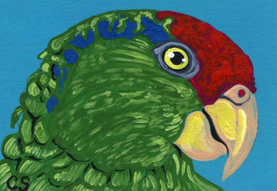 ACEO ATC Original Miniature Painting Amazon Parrot Pet Bird Art-Carla Smale