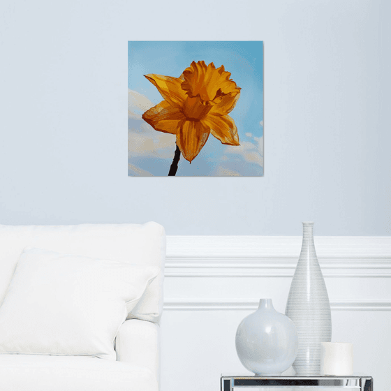 Daffodil in Sunshine