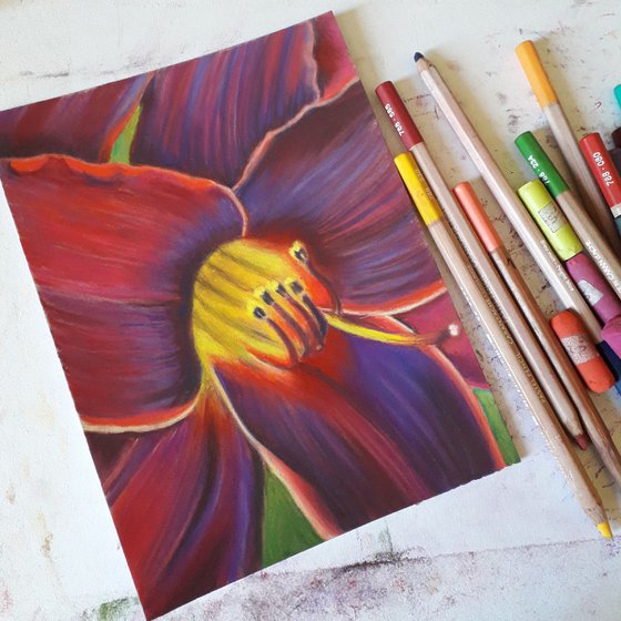 Red purple lily