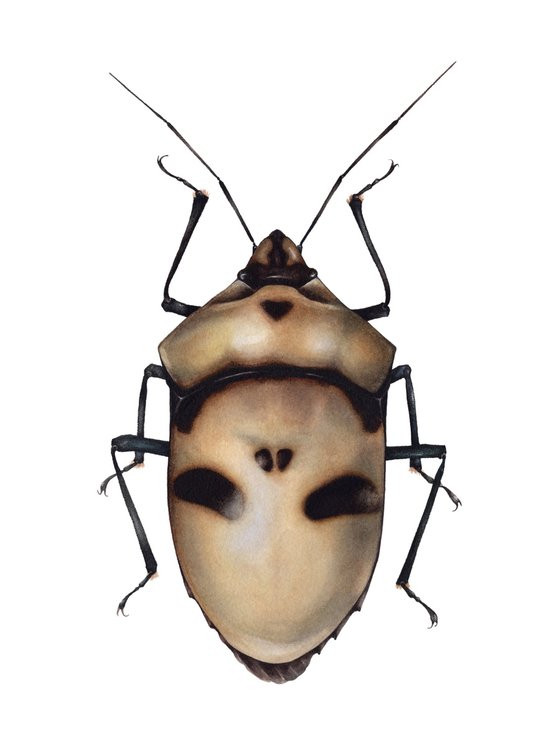 Eucorysses grandis, the Death Head Bug