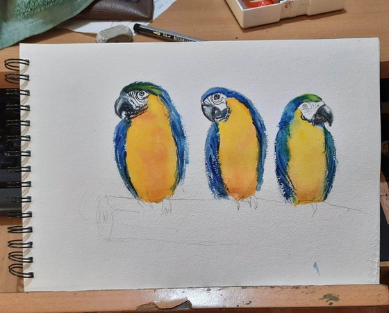 Set of two- Parakeets and Robins