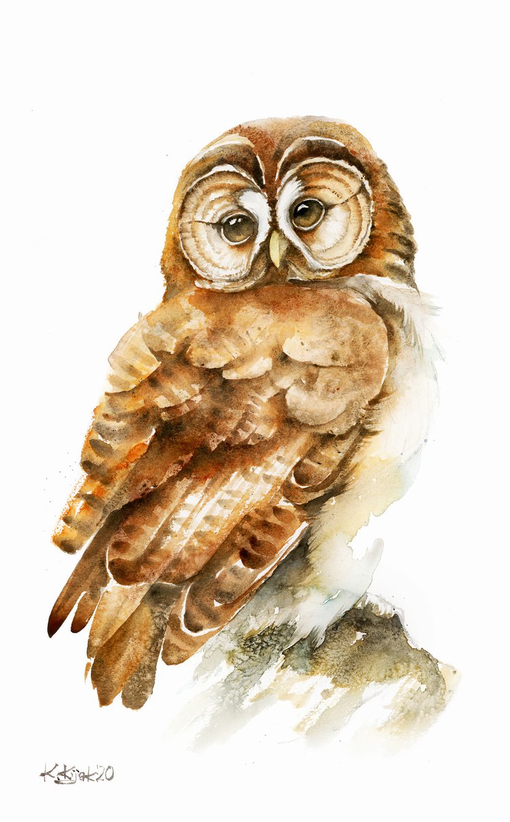 Tawny Owl, bird, wildlife and animals watercolours by Karolina Kijak