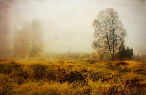 Beyond the mist by Michelle Williams Photography