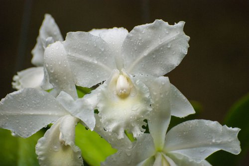 White Orchids by Eugene Norris