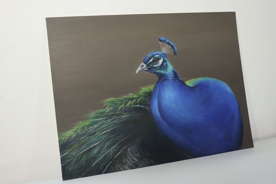 Peacock Turning