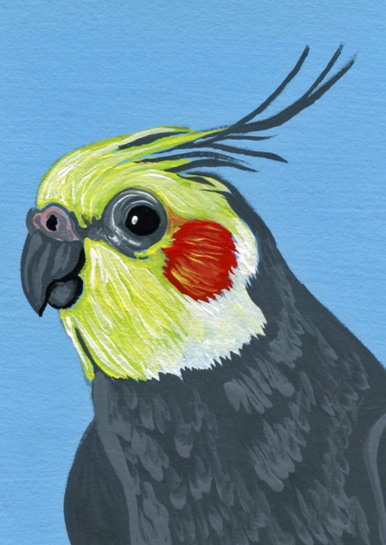 ACEO ATC Original Miniature Painting Cockatiel Parrot Pet Bird Art-Carla Smale