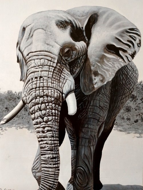 Elephant by Barry Gray