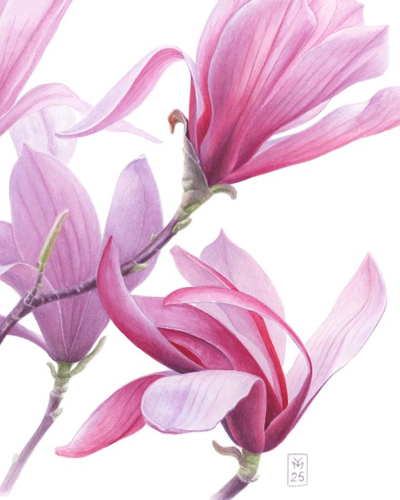 Magnolia Breath