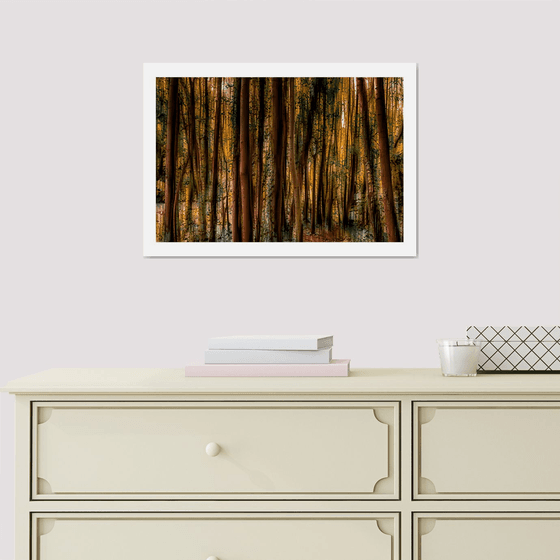 Abstract Forest 3. Limited Edition 1/50 15x10 inch Photographic Print