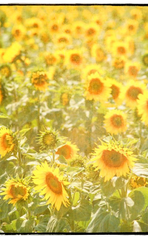 Field of  Sunflowers by Louise O'Gorman