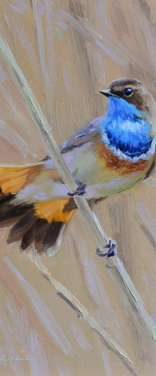 Bluethroat on a reed by Ruslan Kiprych