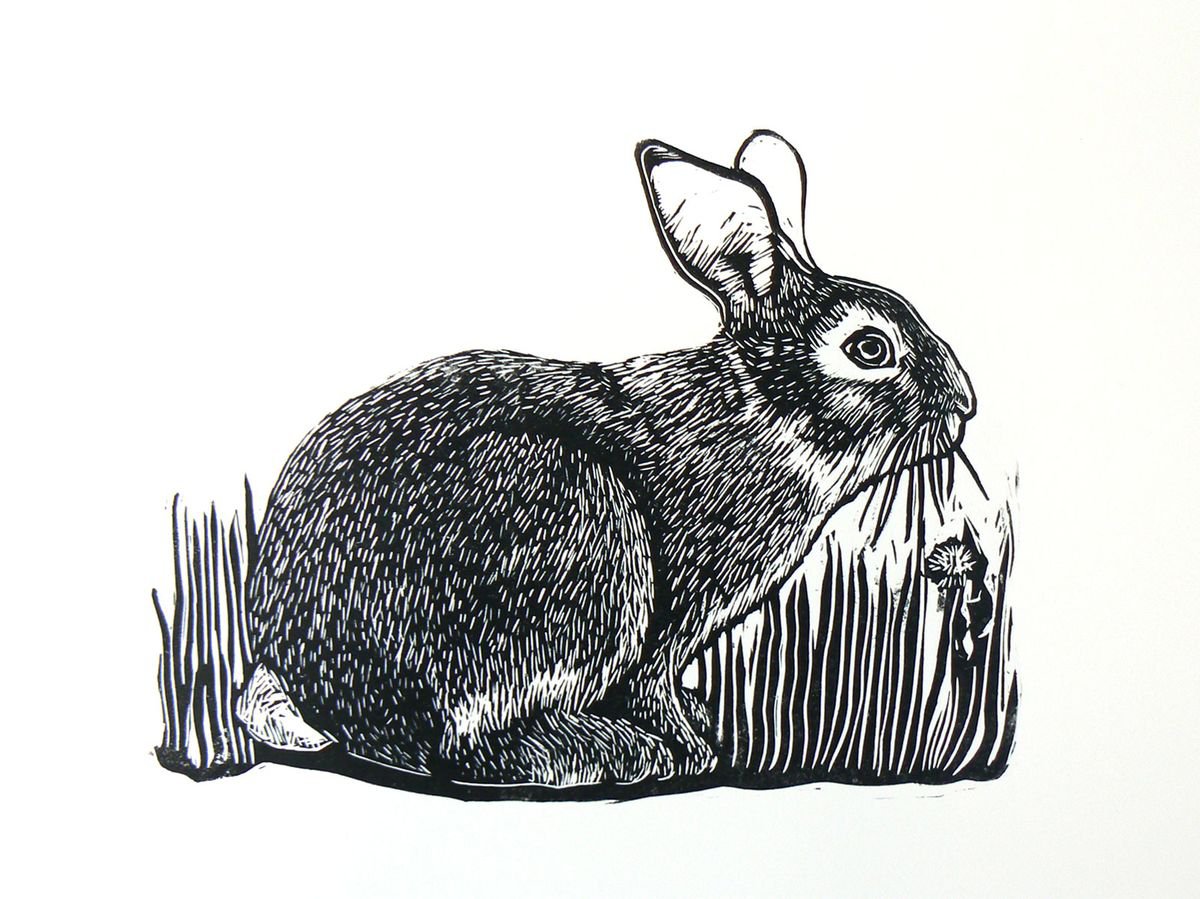 Rabbit by Carolynne Coulson