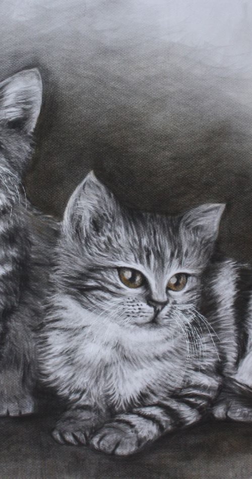 Two cats by Aida Taha