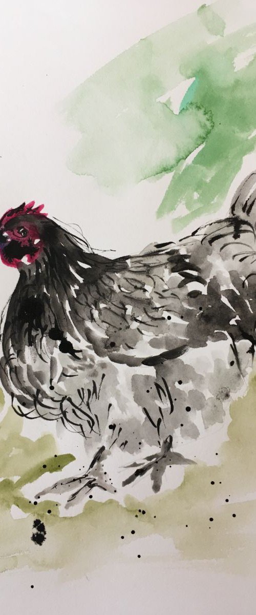 Black and white hen by Amanda Lakin Art