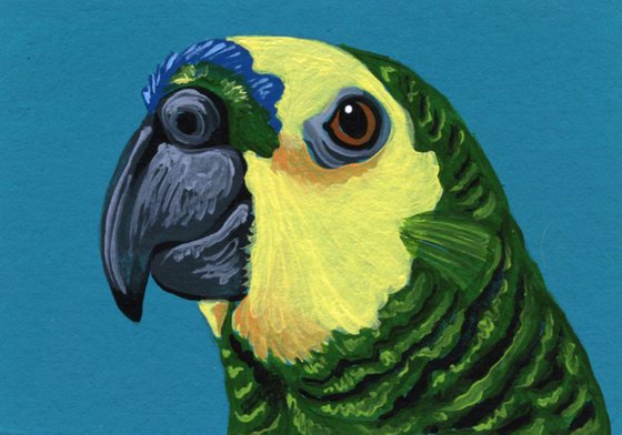 ACEO ATC Original Miniature Painting Blue Front Amazon Parrot Pet Bird Art-Carla Smale