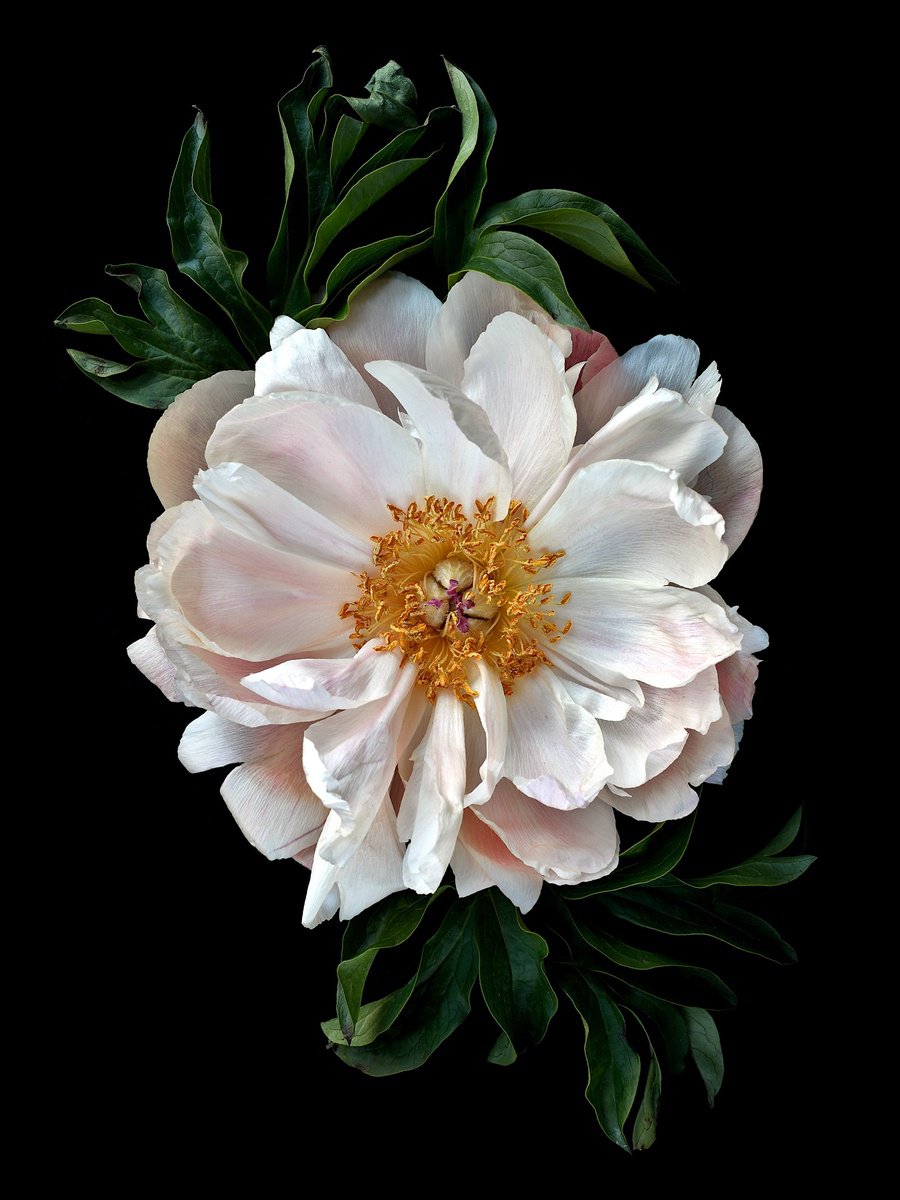 Botanical Photograph By Nadia Culph, 24 X 31", Peony Roseus, Original Artwork