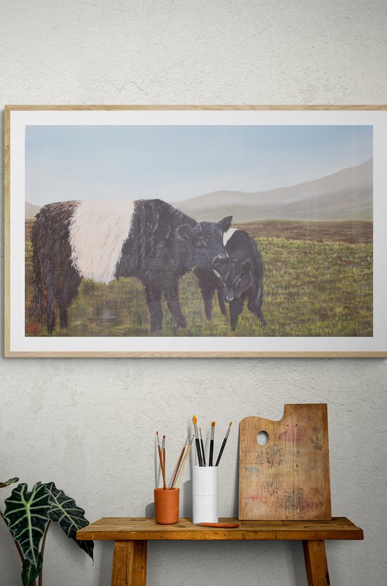Belted Galloways