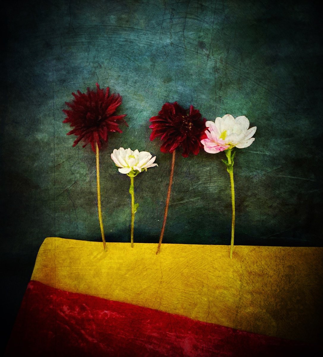 Expressive Botanical Photograph By Sarah Parsons, 12 X 15", Four Standing Dahlias, Original Artwork