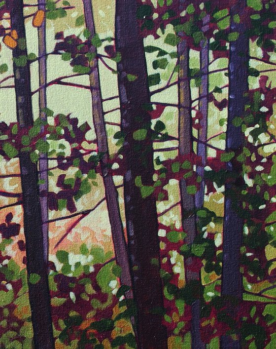 Light Through the Woods