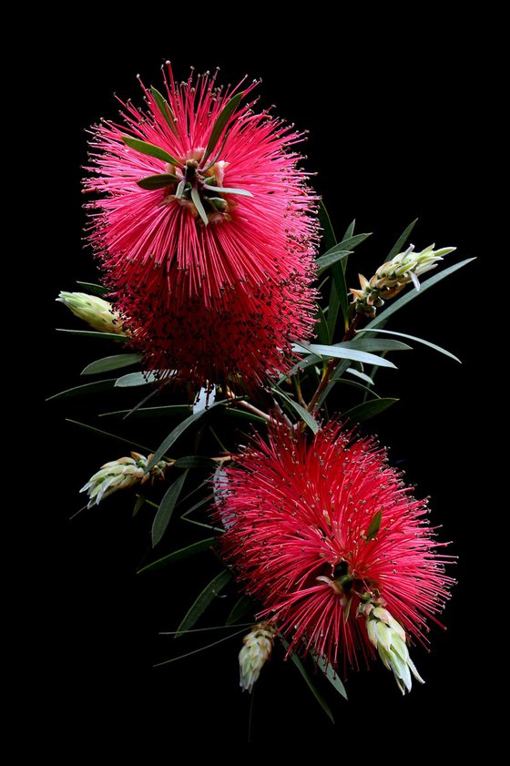Red Bottlebrush