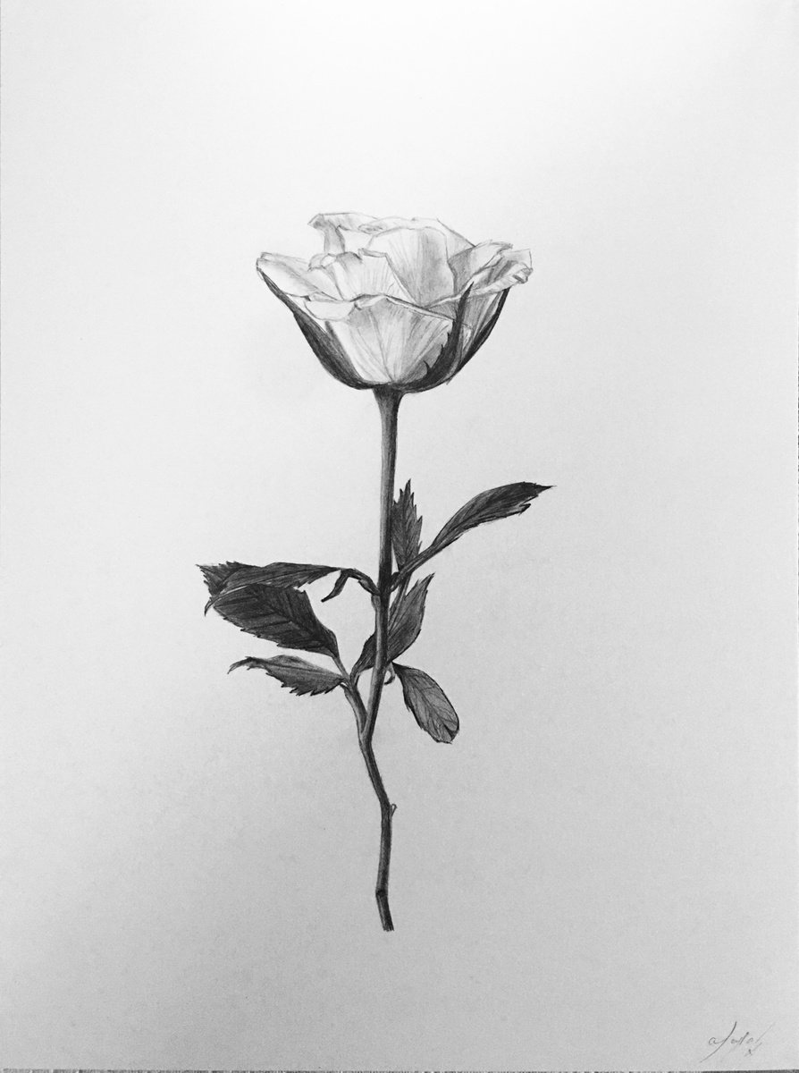 Rose by Amelia Taylor