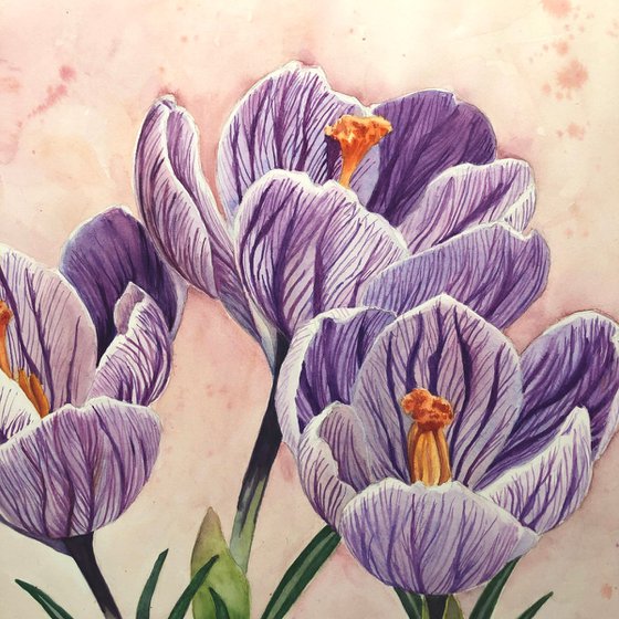 Crocus